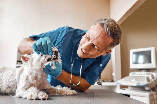 Best Emergency Treatment for Dental Infections or Abscesses in Chena Ridge, AK